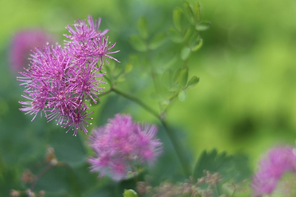 Akeleiblättrige Wiesenraute