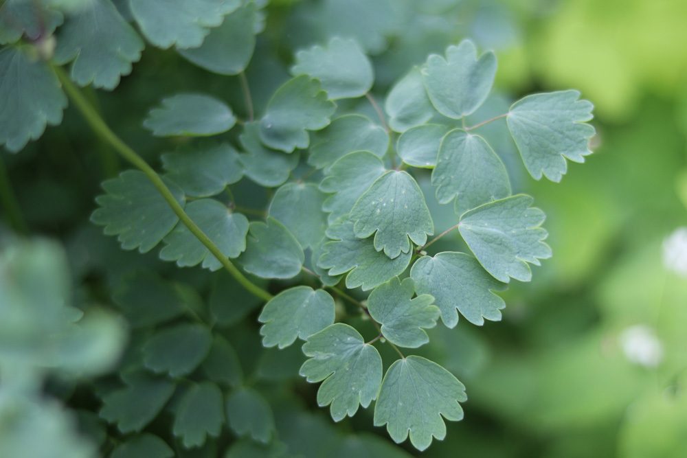 Thalictrum aquilegiifolium