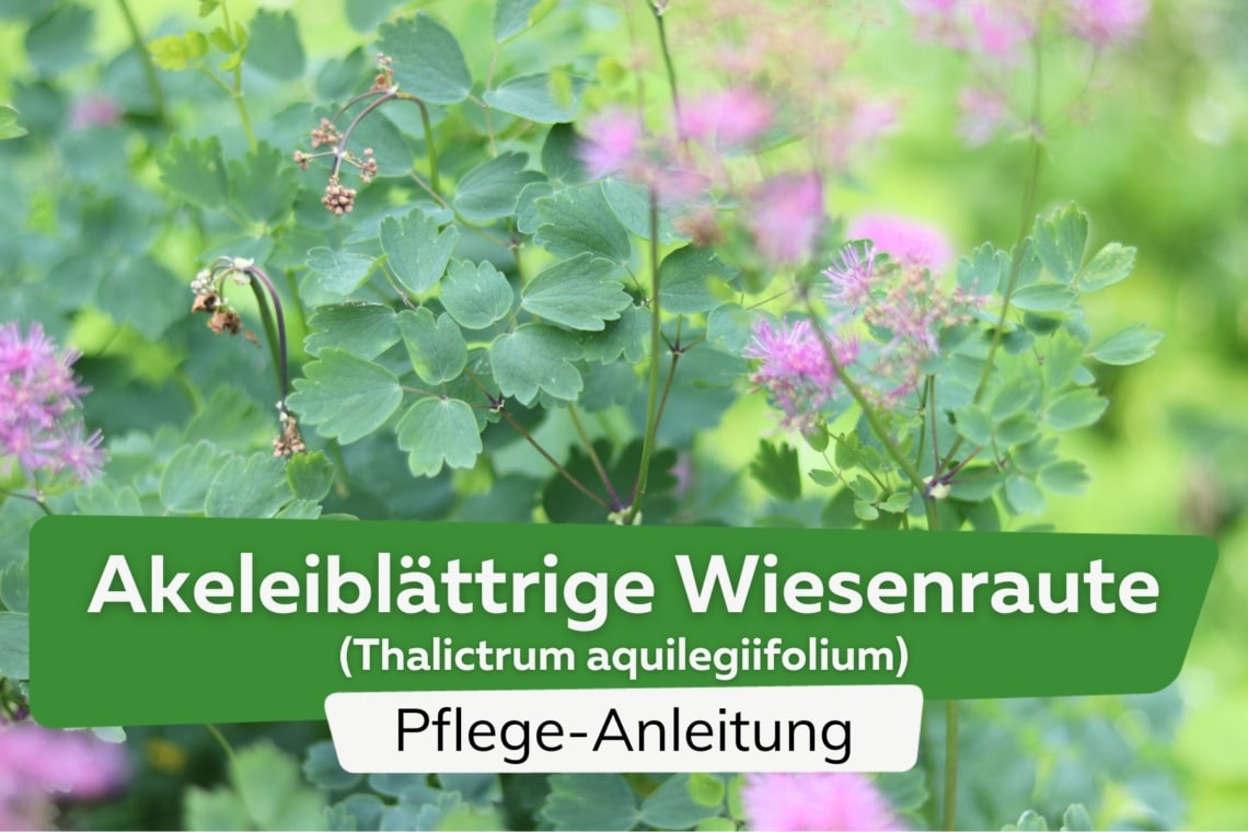 Akeleiblättrige Wiesenraute (Thalictrum aquilegiifolium)