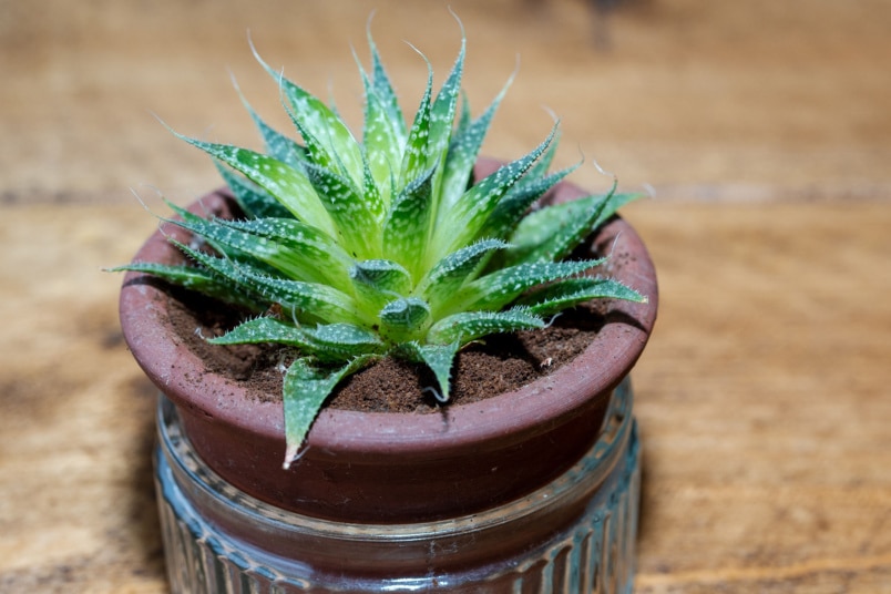 Aloe aristata