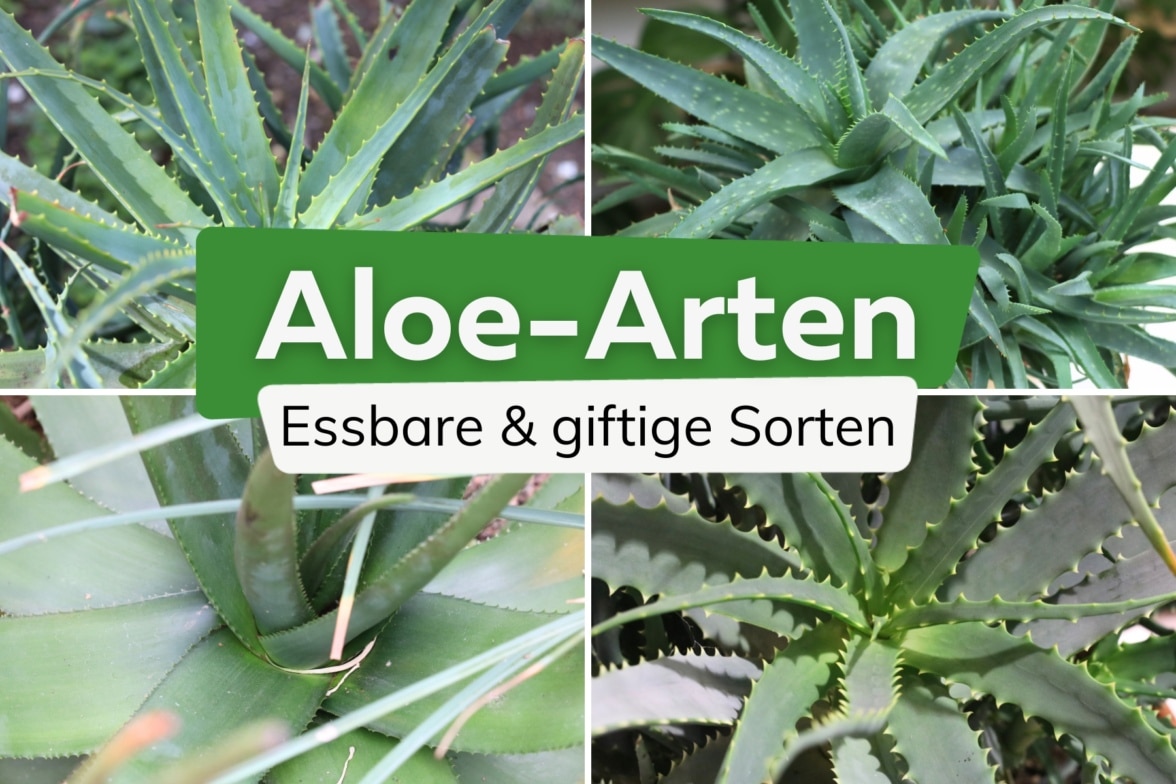 Aloe-Arten: 19 Sorten unterscheiden | Essbare Aloe