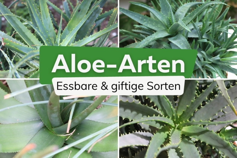 Aloe-Arten