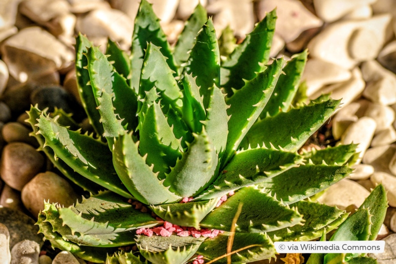 Aloe brevifolia