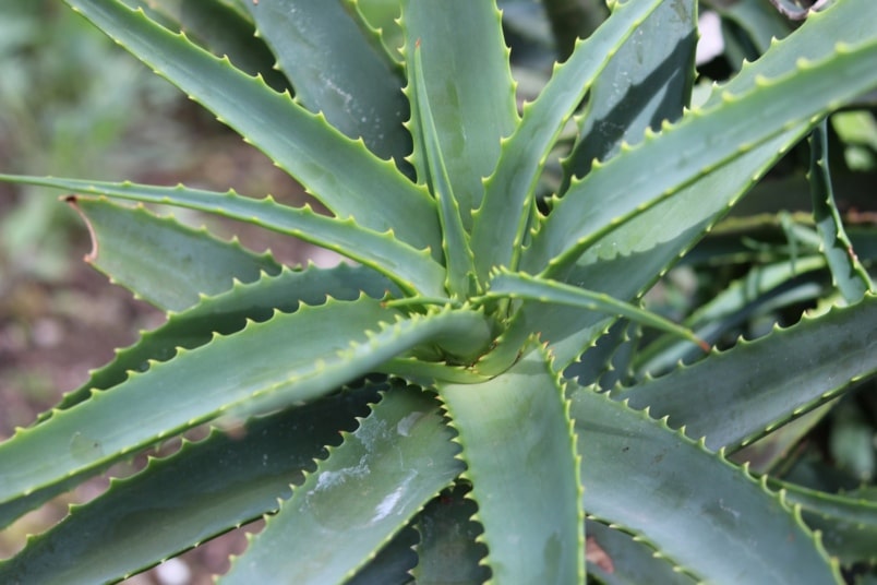 Aloe ferox