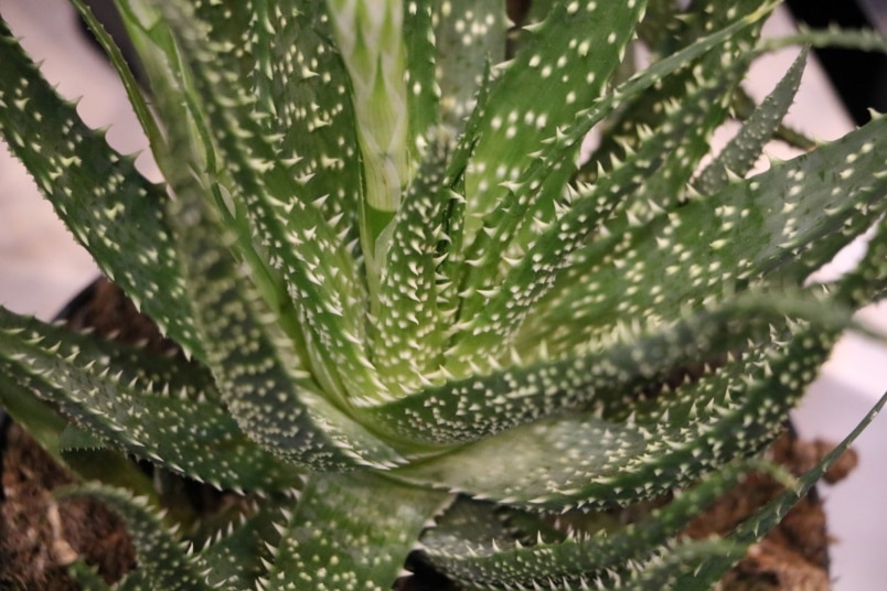 Aloe humilis