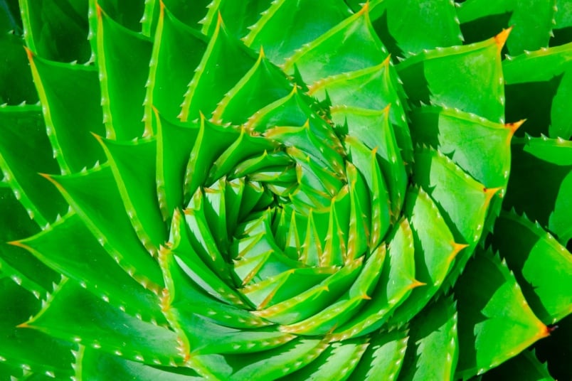 Aloe polyphylla