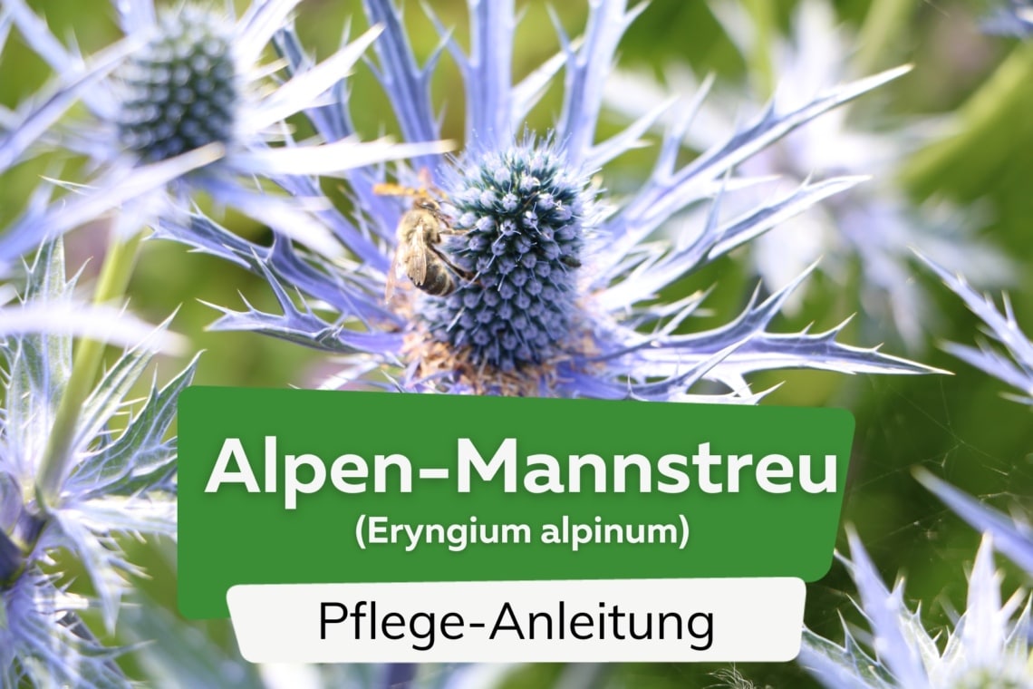 Alpen-Mannstreu (Eryngium alpinum)