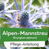 Alpen-Mannstreu (Eryngium alpinum)