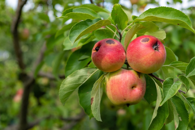 Apfelbaum (Malus domestica)