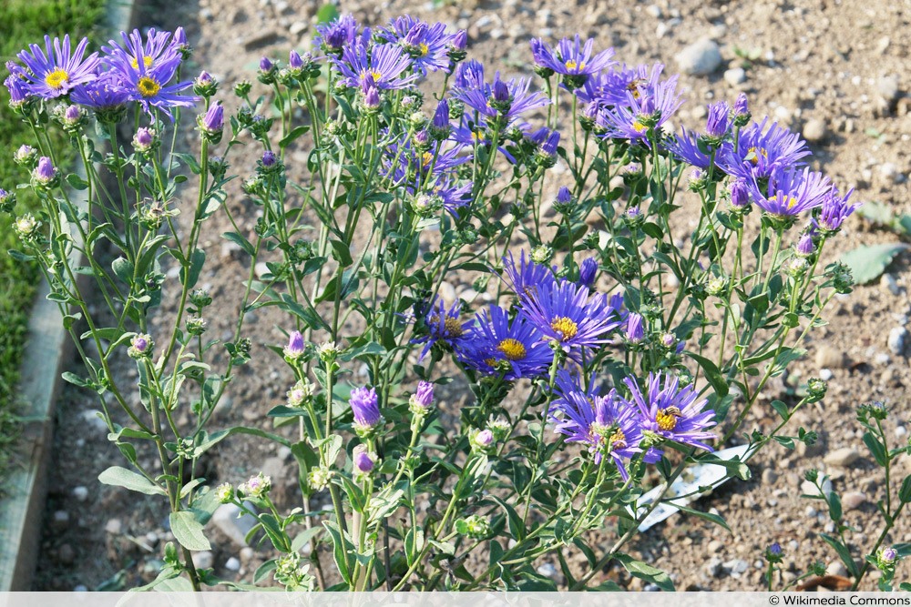 Berg-Aster - Aster amellus 'Ultramarine'