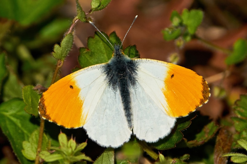 Aurorafalter (Anthocharis cardamines)