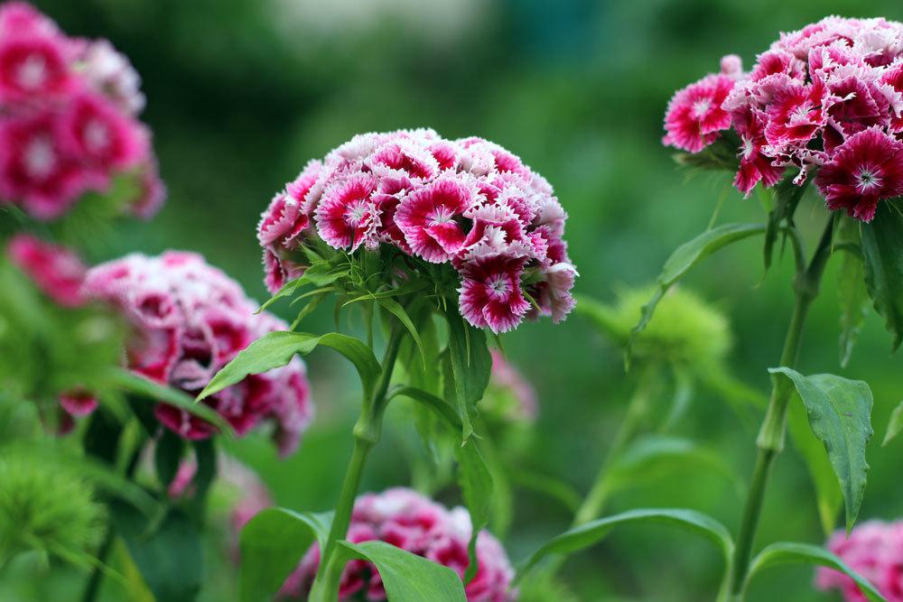 Dianthus barbatus