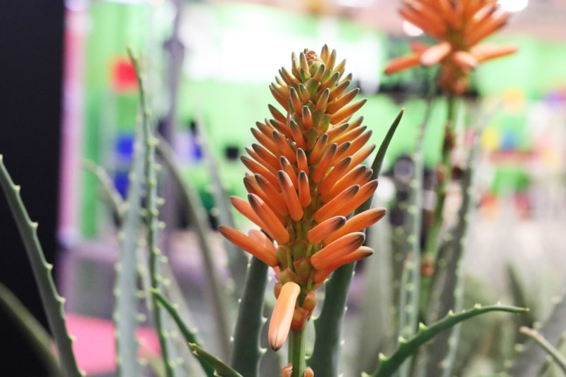 Baum-Aloe (Aloe arborescens)