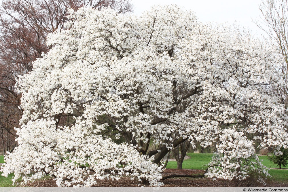 Baum-Magnolie - Magnolia kobus