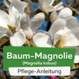 Baum-Magnolie (Magnolia kobus)