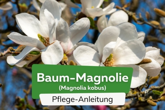 Baum-Magnolie (Magnolia kobus)