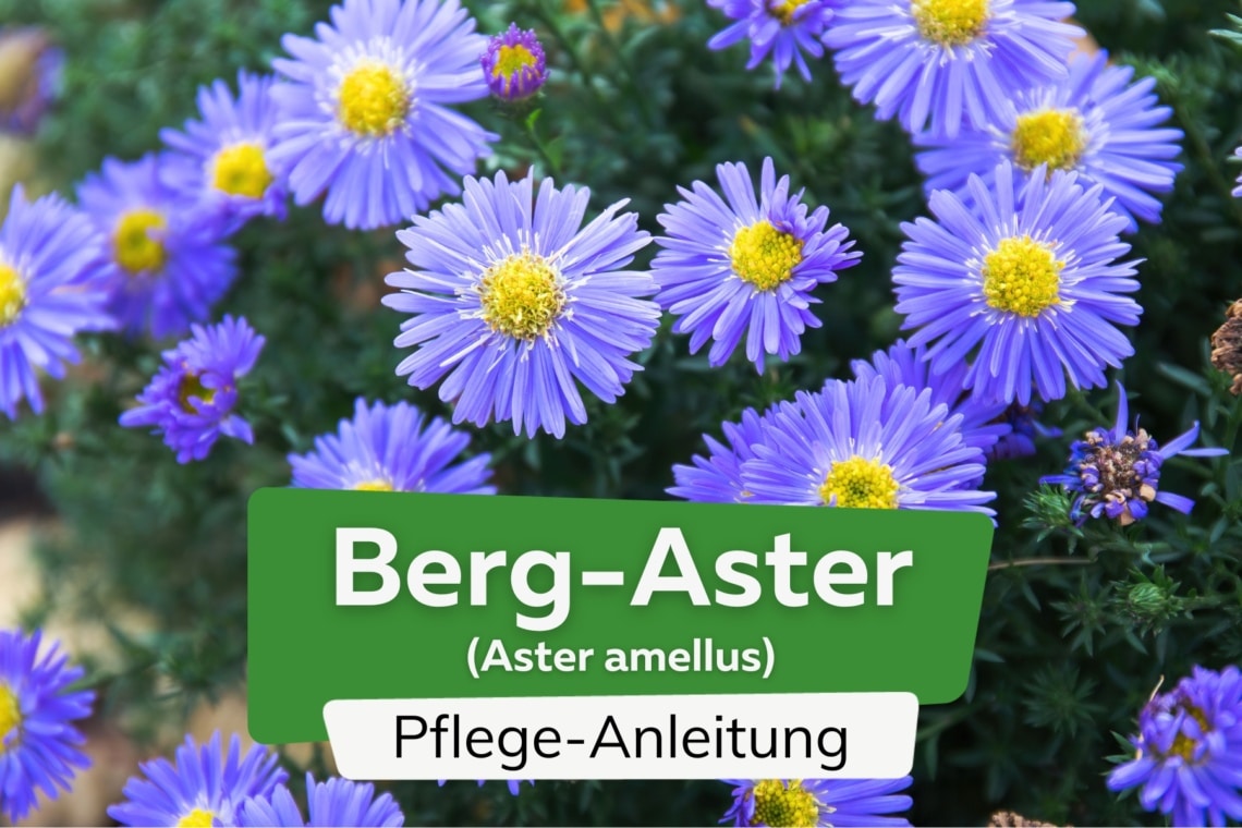 Berg-Aster (Aster amellus)