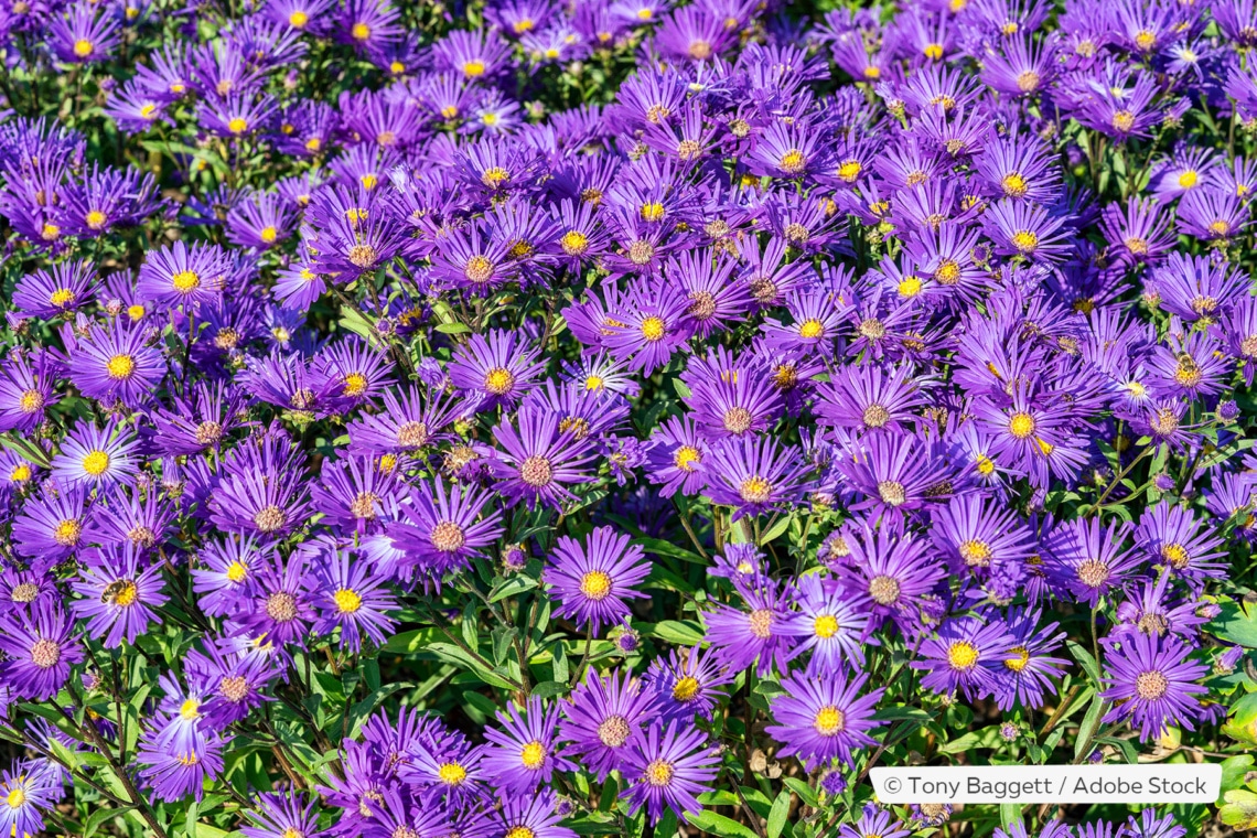 Bergaster (Aster amellus)