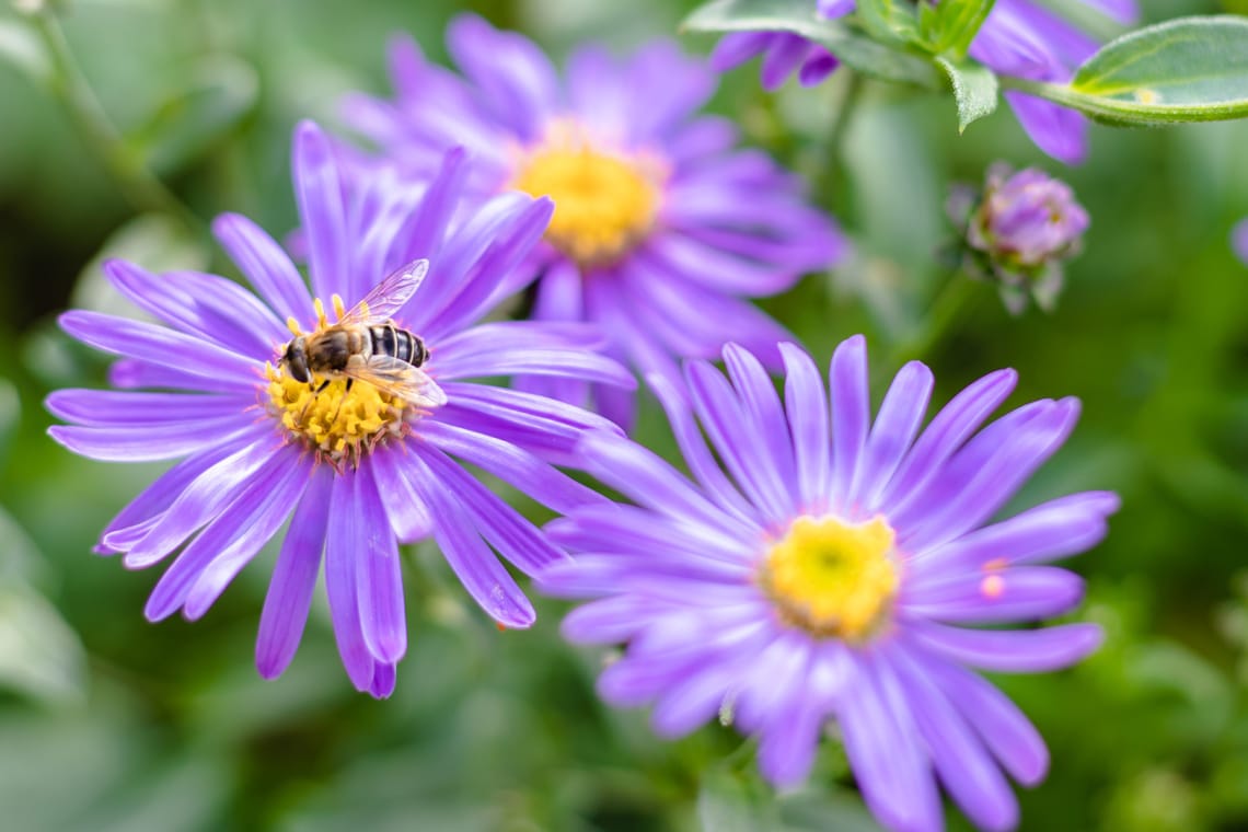 Berg-Aster (Aster amellus)