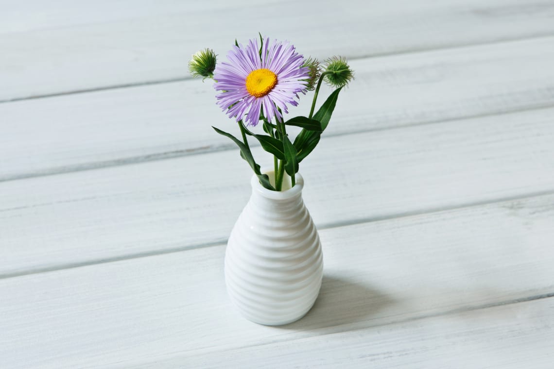 Bergaster (Aster amellus) in Vase auf Tisch