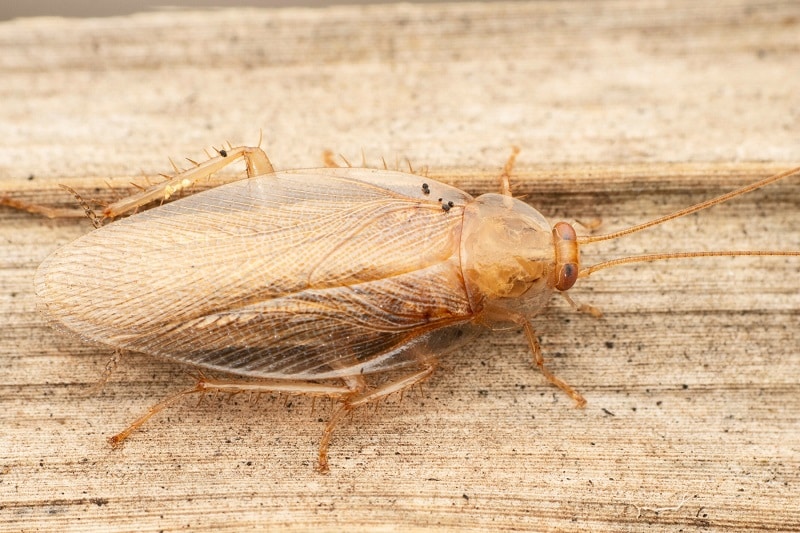 Bernstein-Waldschabe (Ectobius vittiventris)