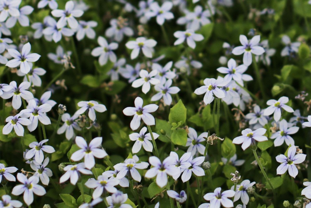 Isotoma fluviatibilis