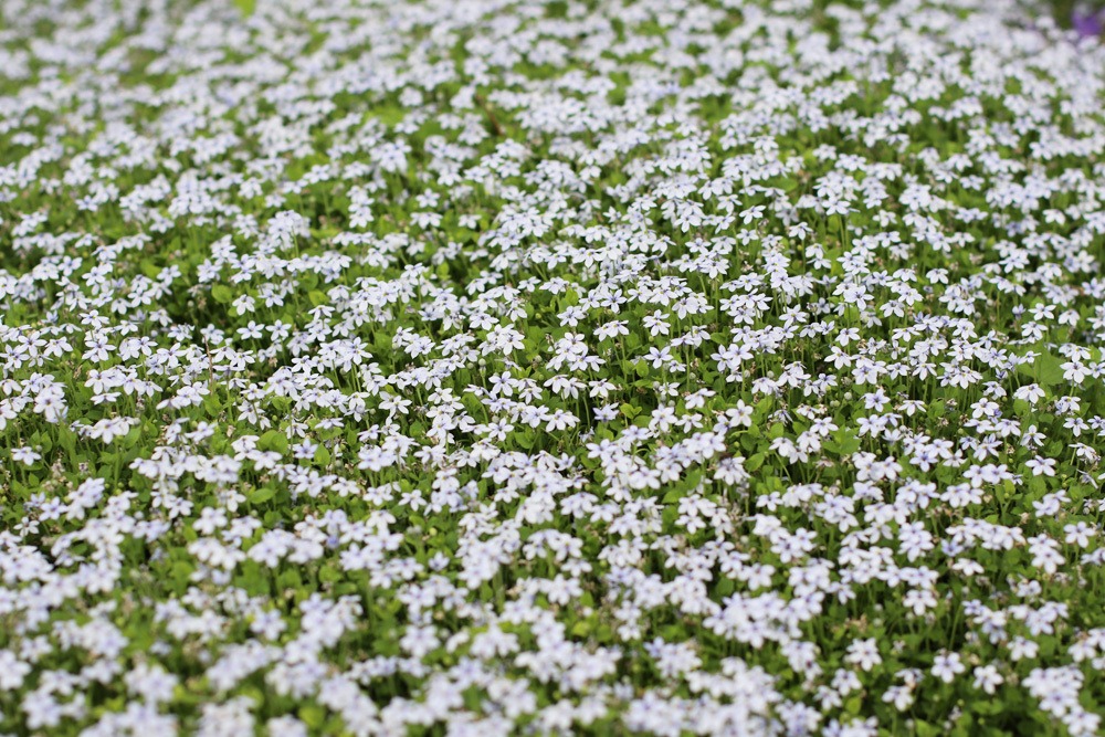 Blauer Bubikopf - Isotoma fluviatilis