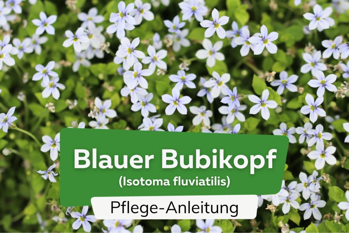 Blauer Bubikopf (Isotoma fluviatilis)