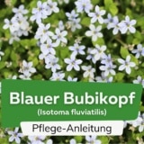 Blauer Bubikopf (Isotoma fluviatilis)