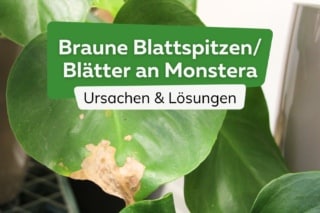 philodendron pastazanum vs gloriosum Philodendron Dean McDowell