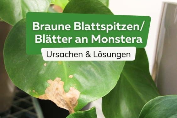 Braune Blätter und Blattspitzen an der Monstera | Was hat die Pflanze?