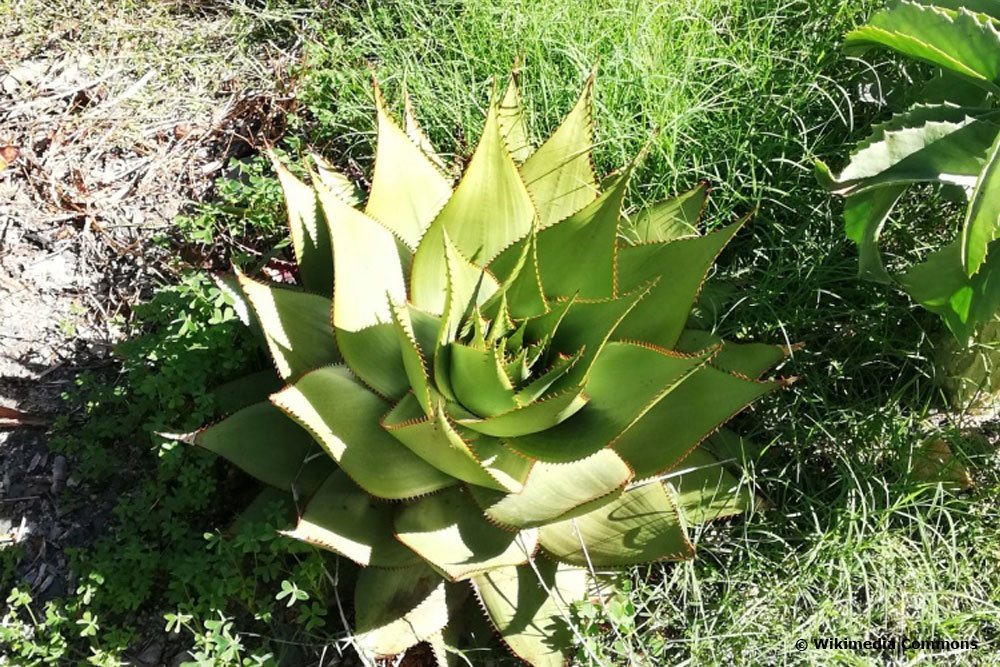 Aloe broomii