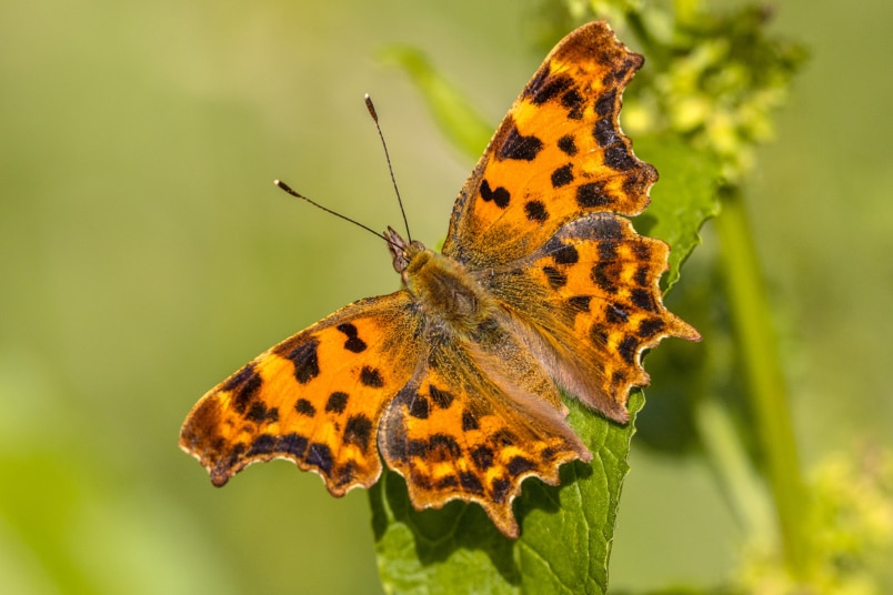 C-Falter (Polygonia c-album)