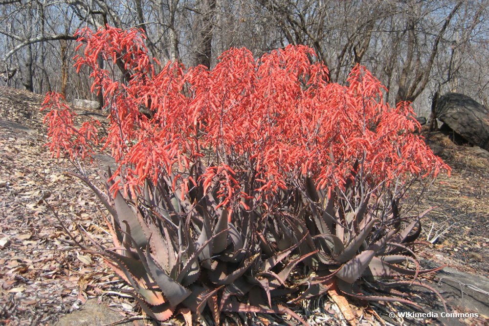 Aloe chabaudii