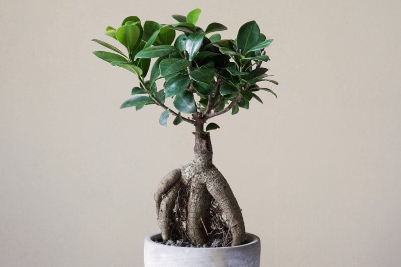 Chinesischer Feigenbaum (Ficus retusa)