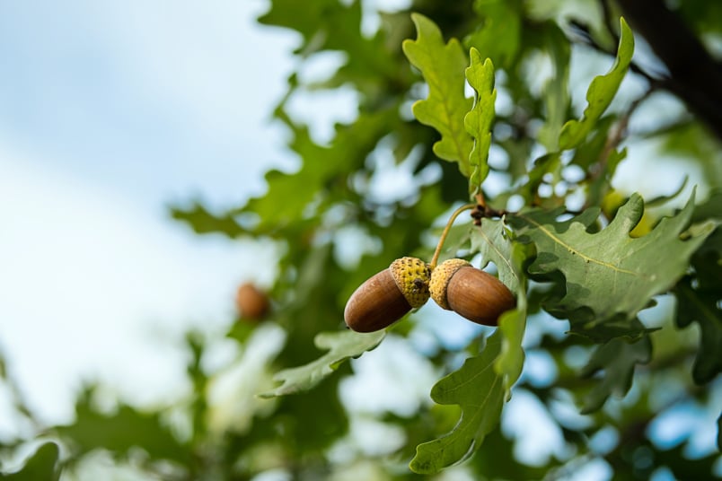 Eiche (Quercus robur)