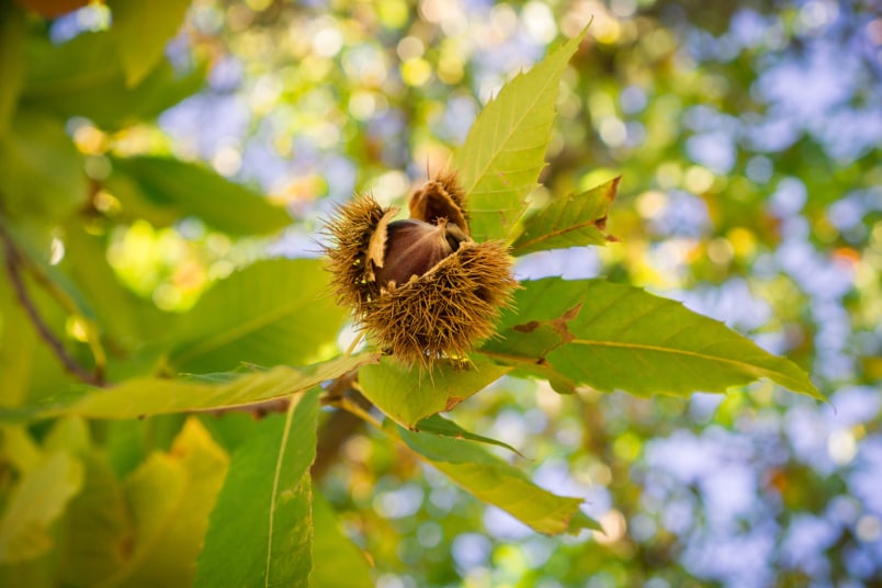 Esskastanie (Castanea sativa)