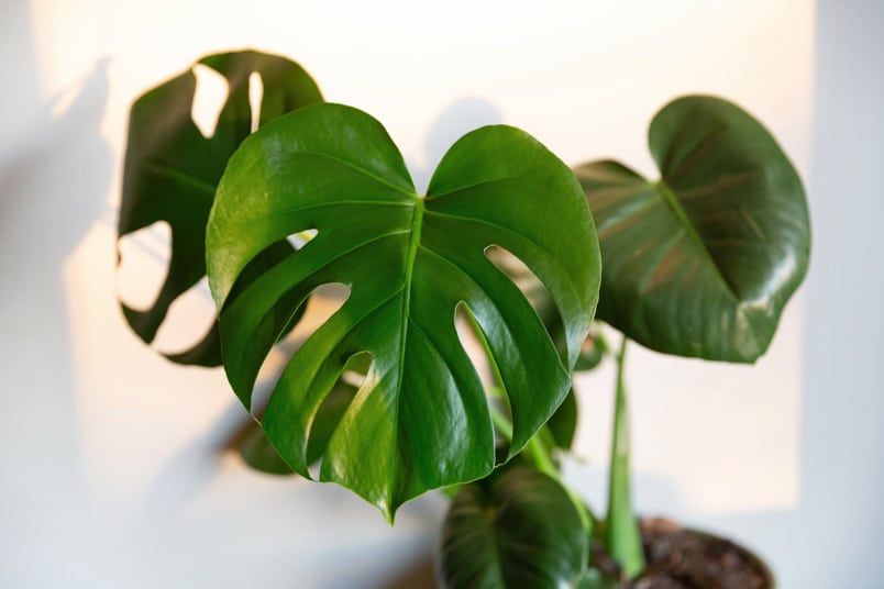 Fensterblatt (Monstera deliciosa)