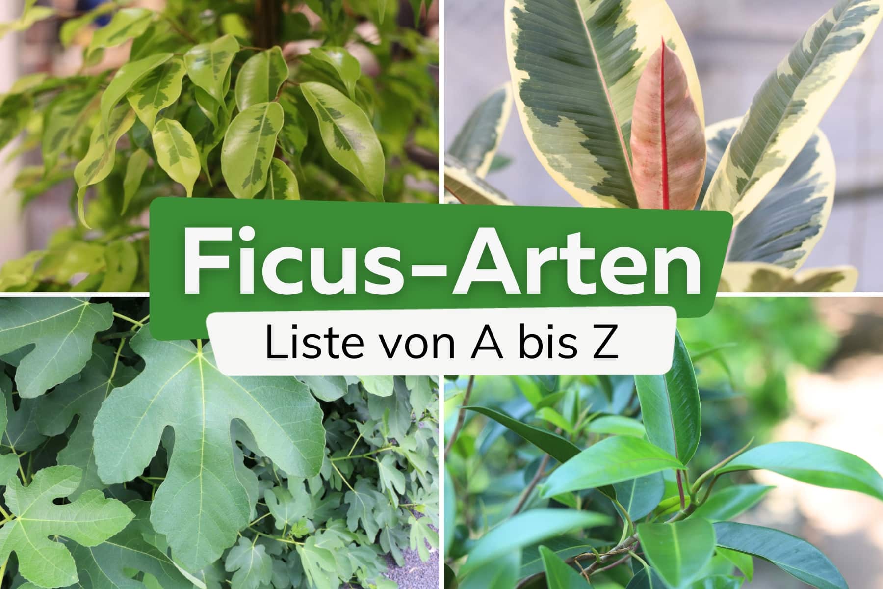 Ficus-Arten von A-Z: Liste mit Namen und Bild