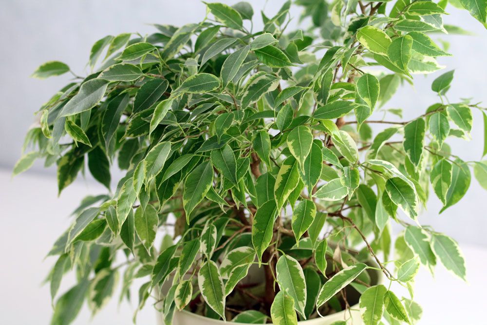 Ficus benjamina