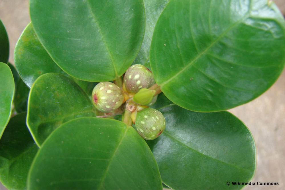 Ficus deltoidea