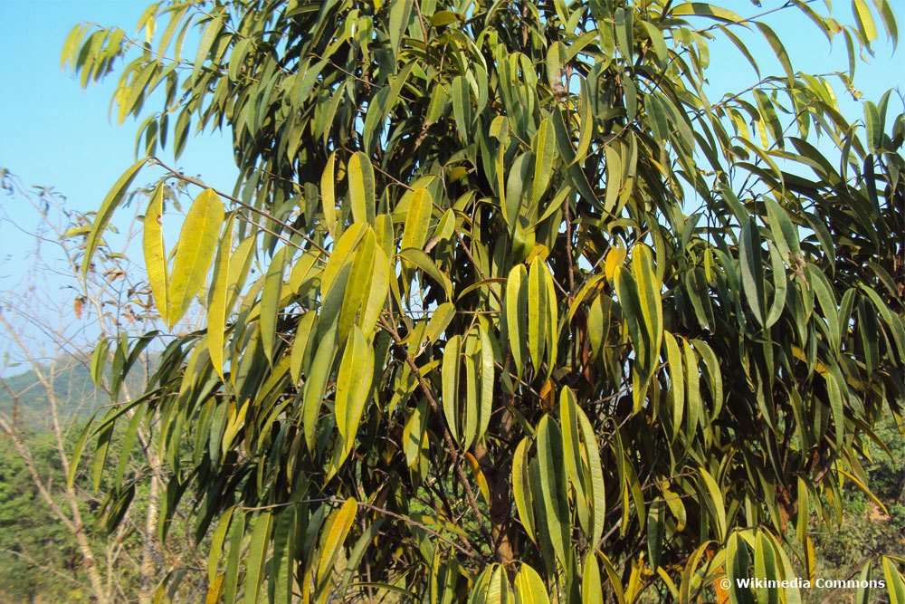 Ficus longifolia