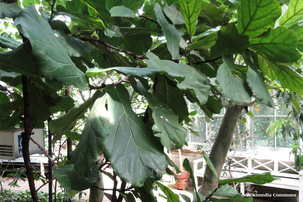 Ficus lyrata