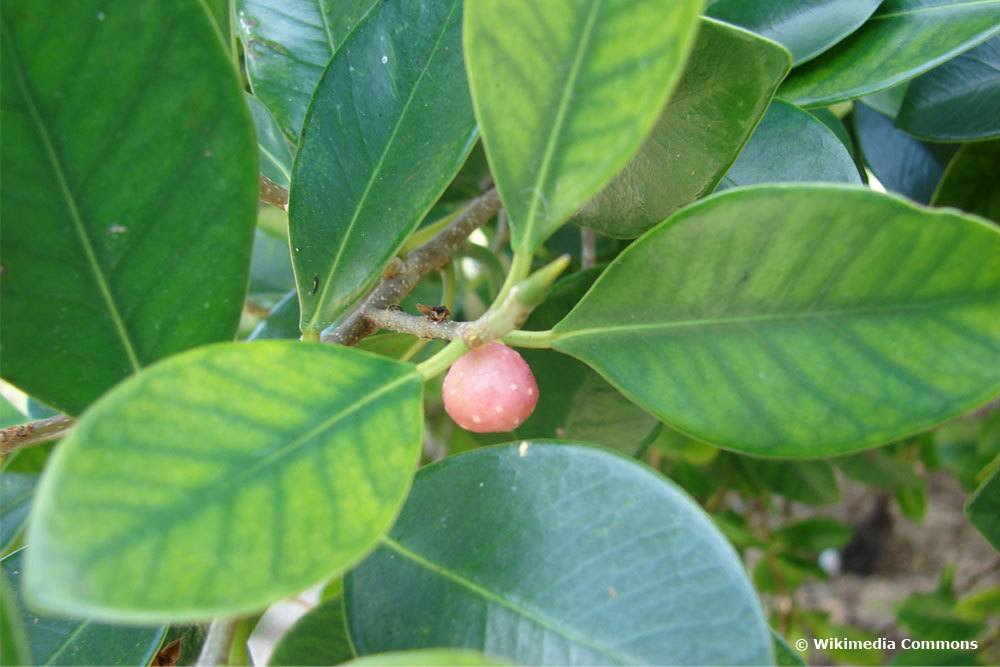 Ficus microcarpa