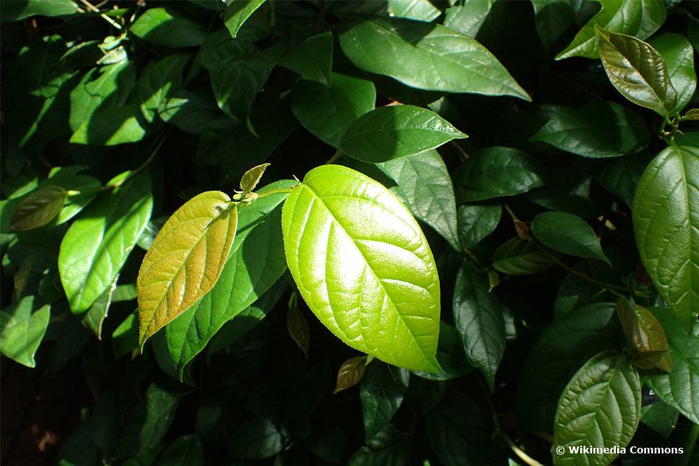 Ficus sagittata