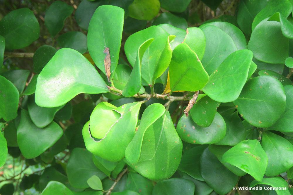 Ficus triangularis