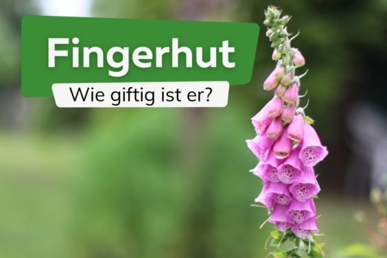 Wie giftig ist Fingerhut für Menschen, Hunde und Katzen?