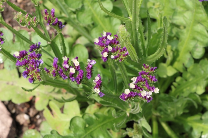 Geflügelter Strandflieder (Limonium sinuatum)