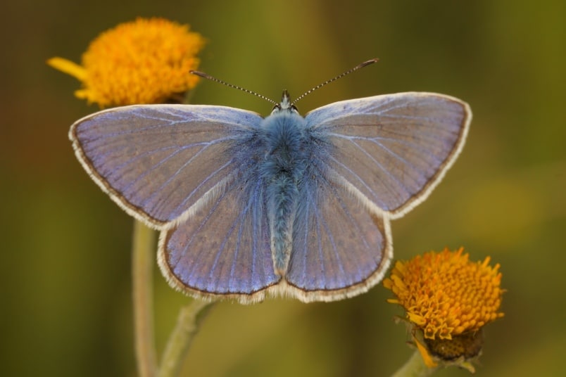 Hauhechel-Bläuling (Polyommatus icarus)