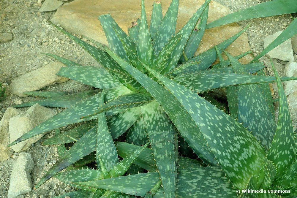 Aloe grandidentata